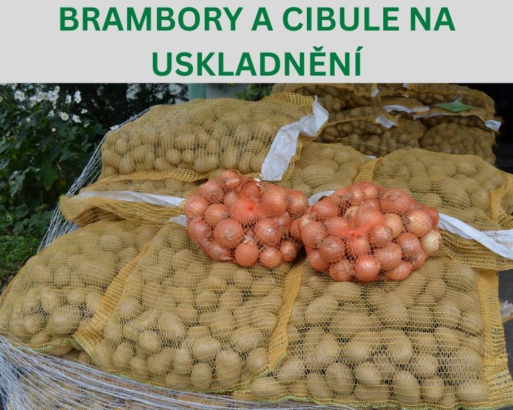 Brambory a cibule na uskladnění
