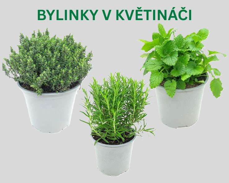 Bylinky v květináčích