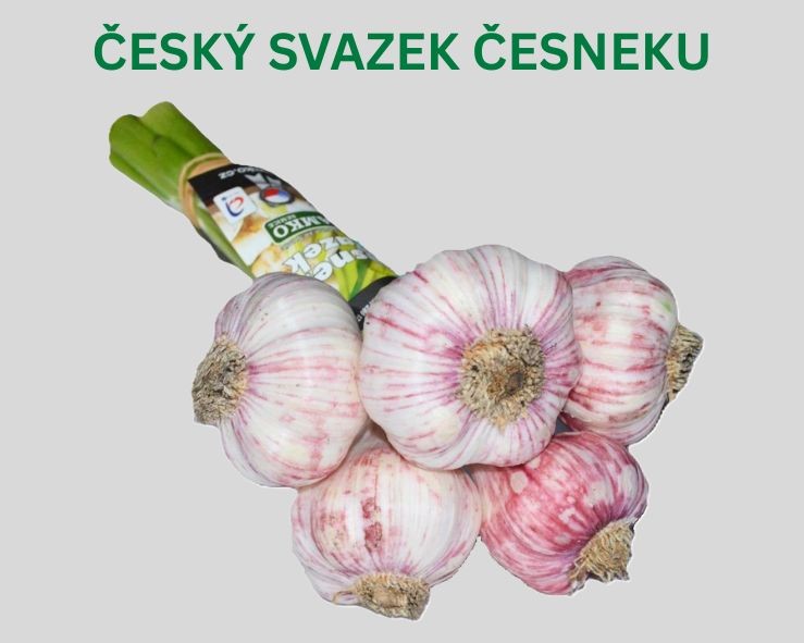 Český svazek česneku 2