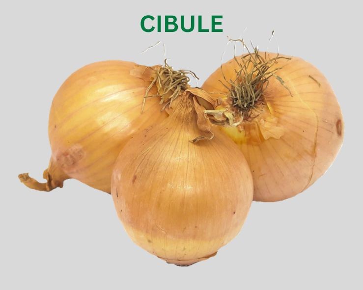 Cibule