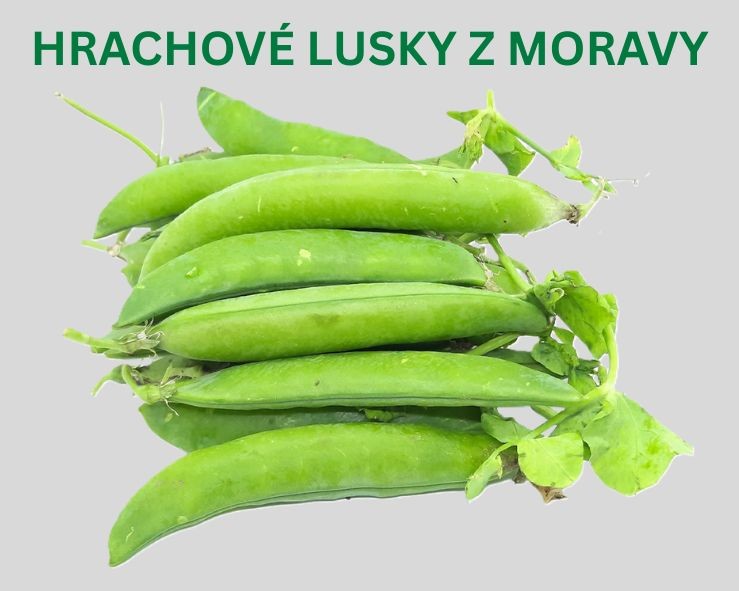 Hrachové lusky z Moravy