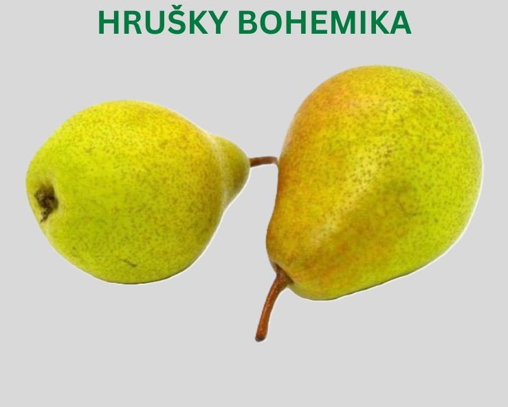 Hruška Bohemika