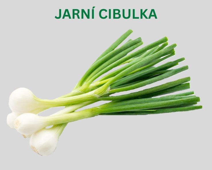 Jarní cibulka