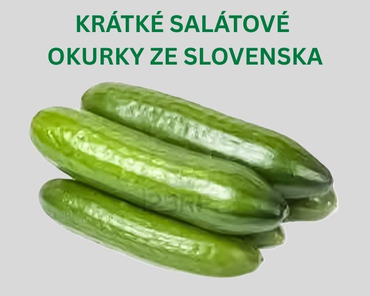 Krátké salátové okurky ze Slovenska