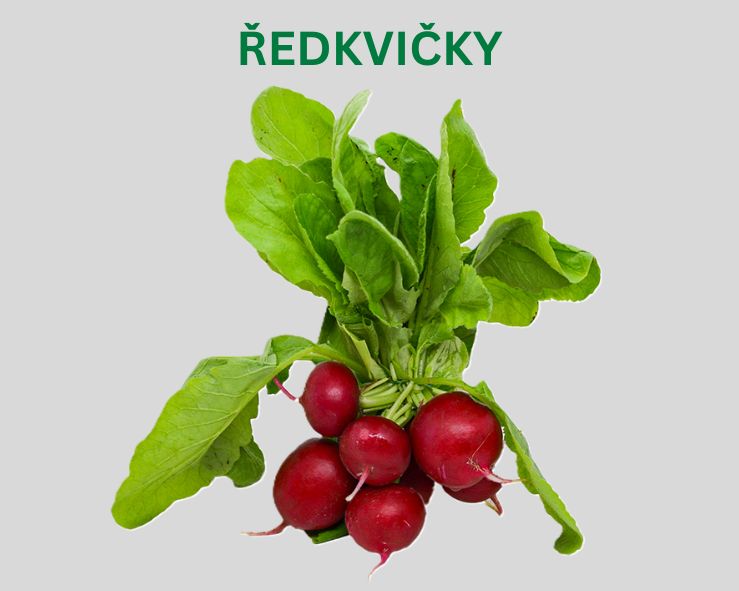 Ředkvičky
