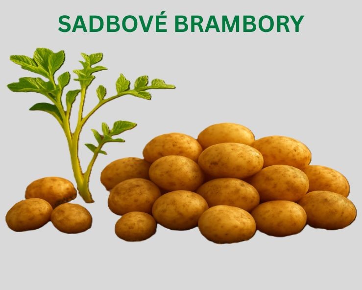 Sadbové brambory