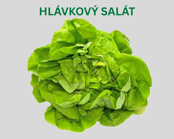 Salát hlávkový