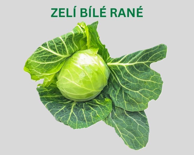 Zelí bílé rané