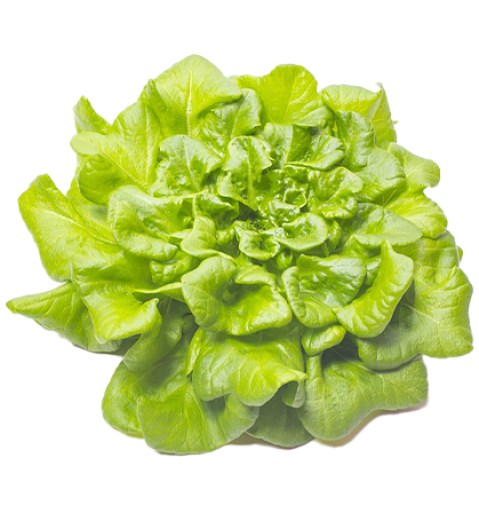 zelenina_listova-a-bylinky