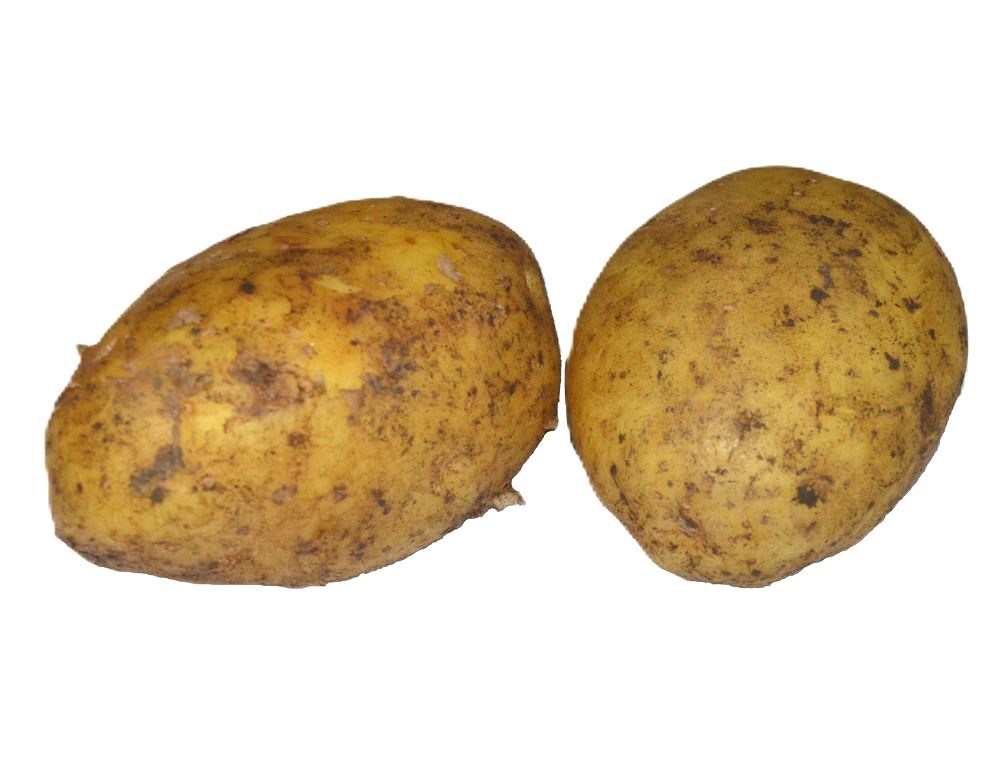 Obrázek