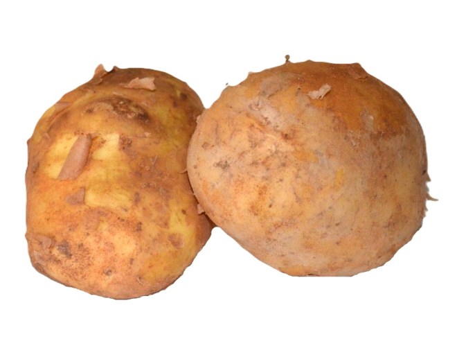 Obrázek