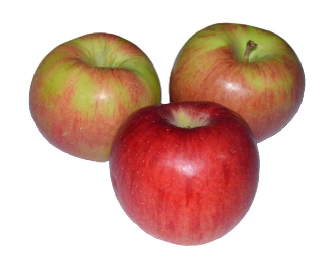 Obrázek