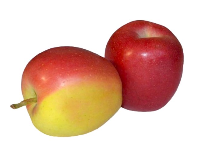 Obrázek