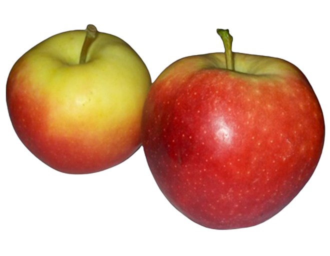 Obrázek (1)