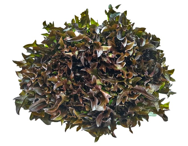 Obrázek